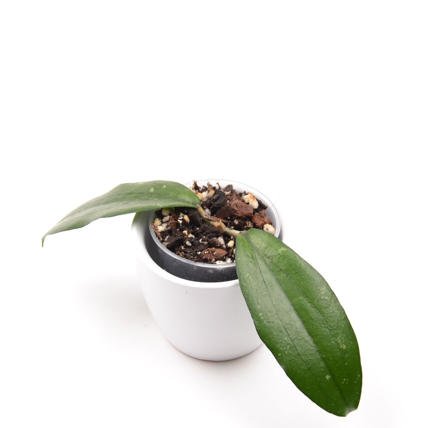 Hoya erythrina ‘Cameron Island’, Größe S, Nr. 1