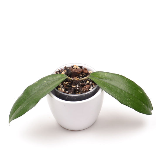 Hoya erythrina ‘Cameron Island’, Größe S, Nr. 1