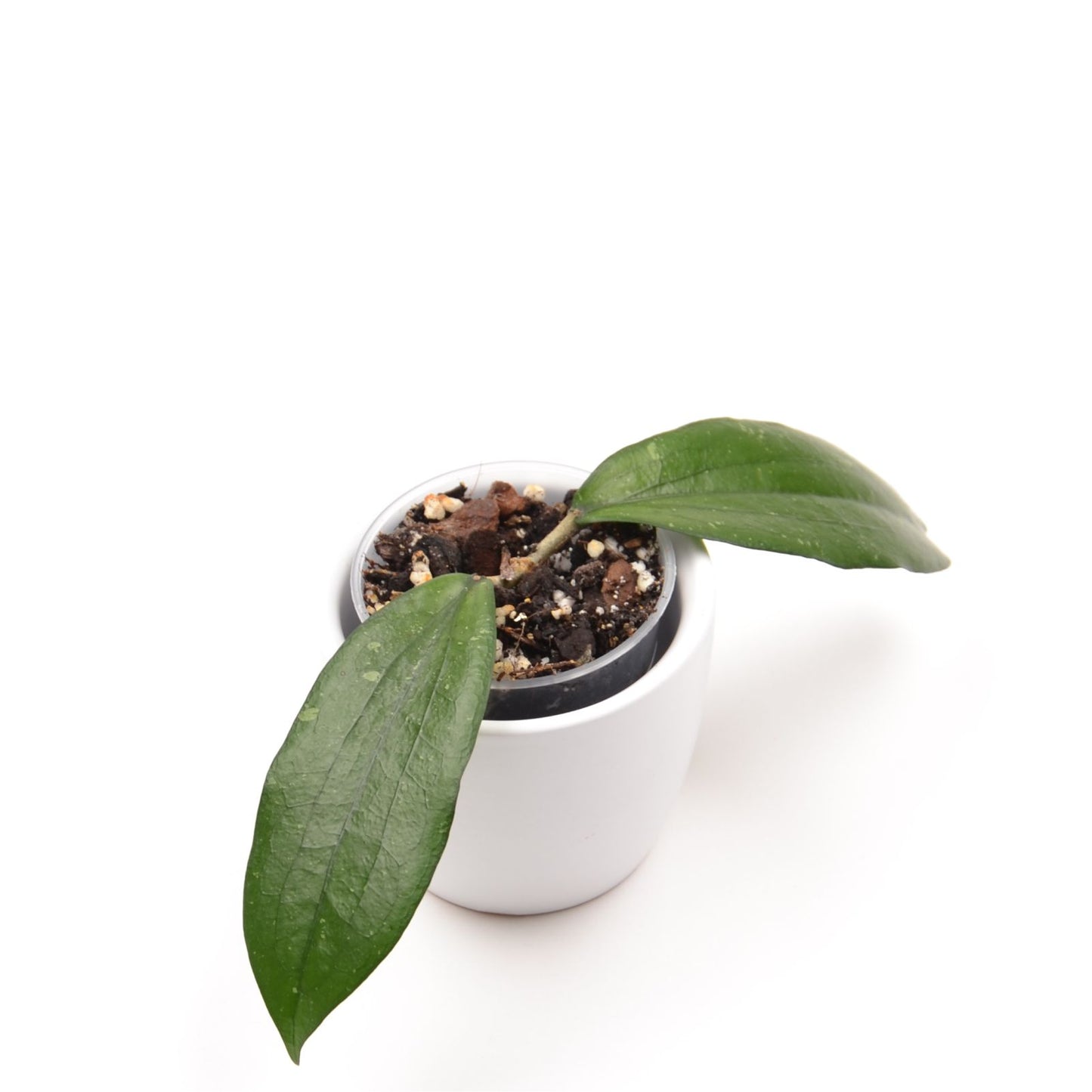 Hoya erythrina ‘Cameron Island’, Größe S, Nr. 1