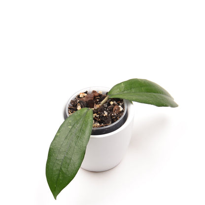 Hoya erythrina ‘Cameron Island’, Größe S, Nr. 1