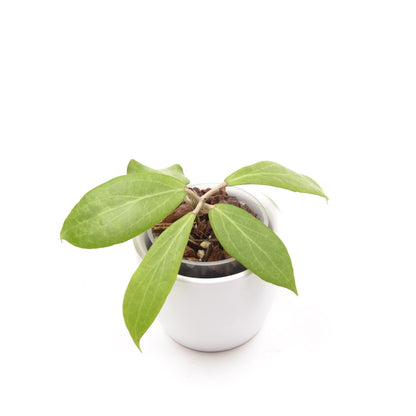 Hoya camphorifolia, Größe S, Nr. 1