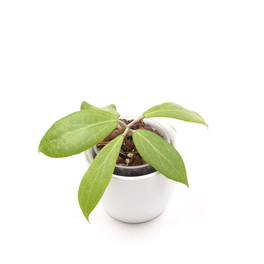 Hoya camphorifolia, Größe S, Nr. 1