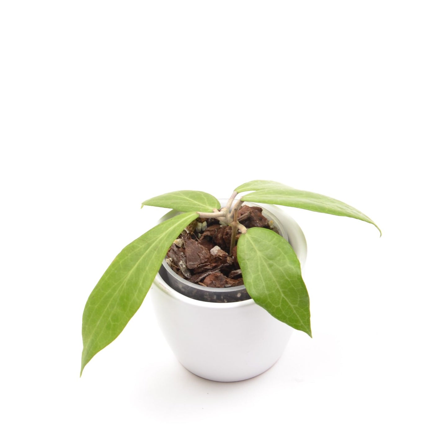 Hoya camphorifolia, Größe S, Nr. 1