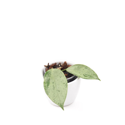 Hoya coriacea ‘Silver’, Größe S, Nr. 2