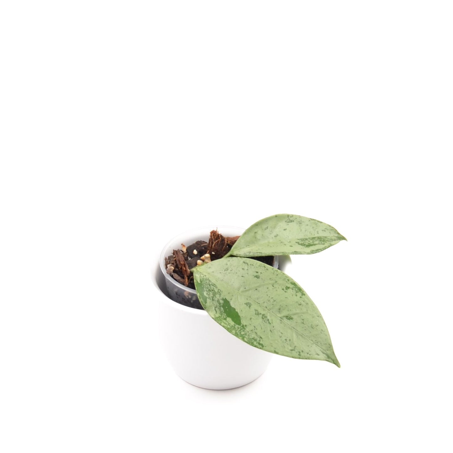 Hoya coriacea ‘Silver’, Größe S, Nr. 2