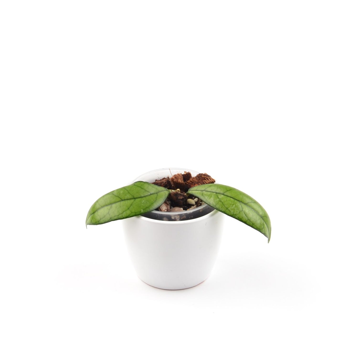 Hoya crassipetiolata, Größe S, Nr. 1