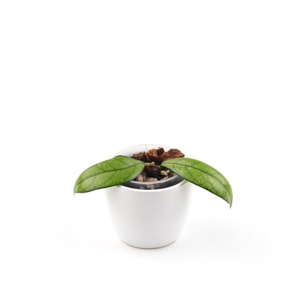 Hoya crassipetiolata, Größe S, Nr. 1