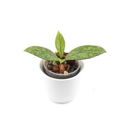 Hoya crassipetiolata (splash) from Vietnam, Größe S, Nr. 5
