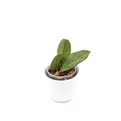 Hoya crassipetiolata (splash) from Vietnam, Größe S, Nr. 3
