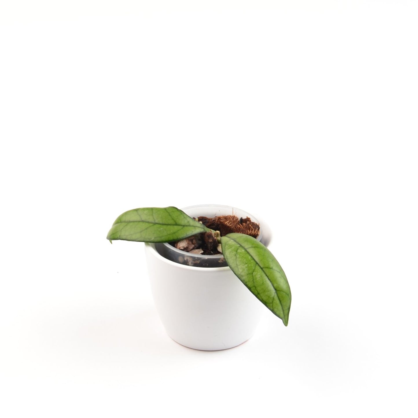 Hoya crassipetiolata, Größe S, Nr. 1