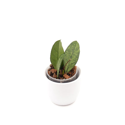 Hoya crassipetiolata (splash) from Vietnam, Größe S, Nr. 3