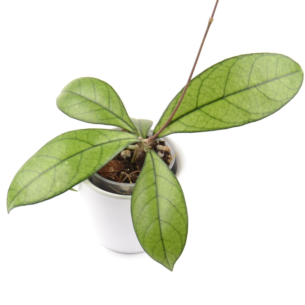 Hoya crassipetiolata, Größe S, Nr. 3