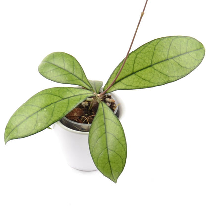Hoya crassipetiolata, Größe S, Nr. 3