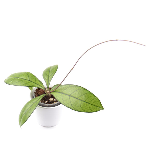 Hoya crassipetiolata, Größe S, Nr. 3