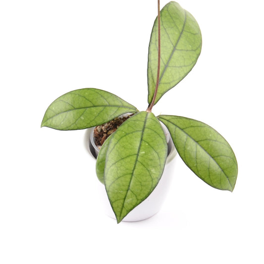 Hoya crassipetiolata, Größe S, Nr. 3