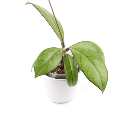 Hoya crassipetiolata, Größe S, Nr. 3