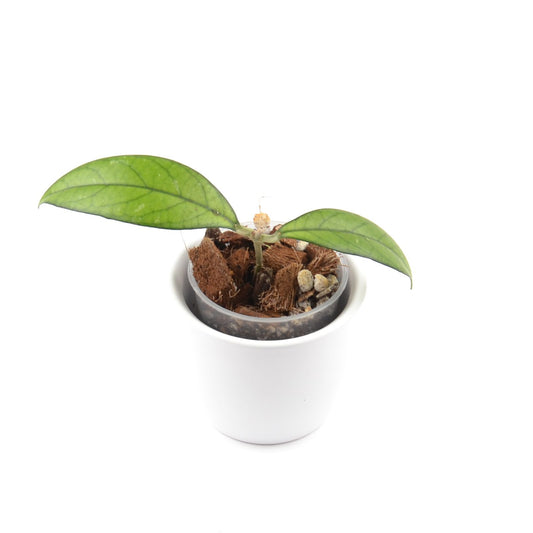 Hoya crassipetiolata, Größe S, Nr. 4