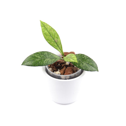 Hoya crassipetiolata (splash) from Vietnam, Größe S, Nr. 6