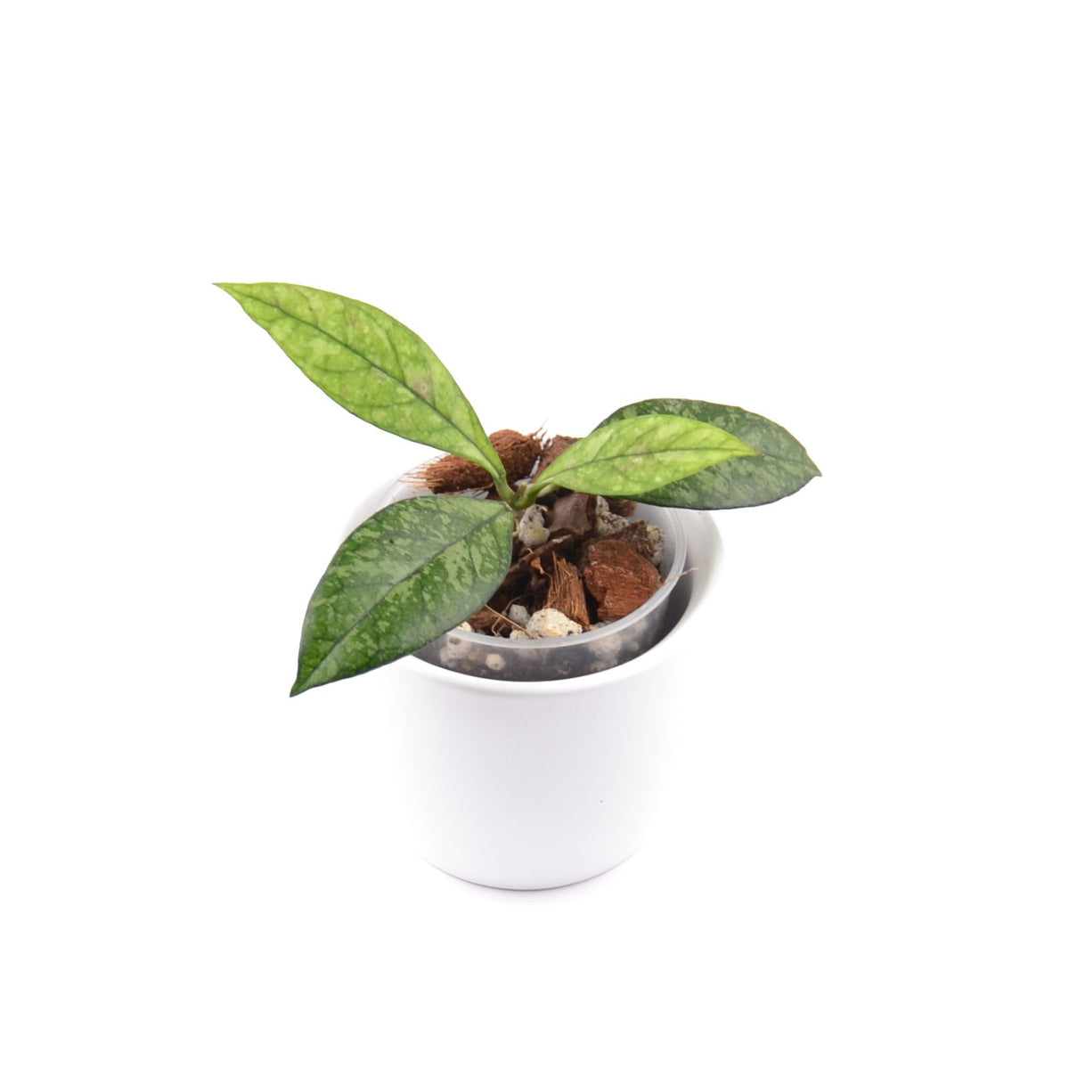 Hoya crassipetiolata (splash) from Vietnam, Größe S, Nr. 6