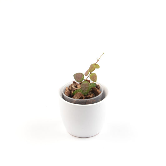 Dischidia hirsuta, Größe S, Nr. 4