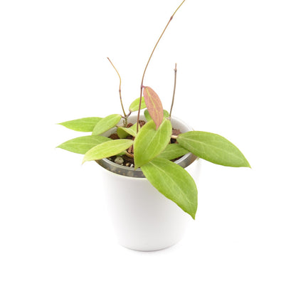 Hoya camphorifolia, Größe M, Nr. 1