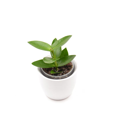 Hoya densifolia, Größe S, Nr. 1