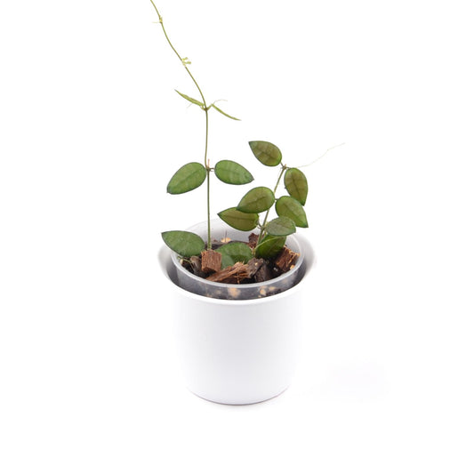 Dischidia hirsuta, Größe S, Nr. 3