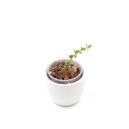 Dischidia ruscifolia 'Million Hearts' (outer variegated), Größe S, Nr. 2