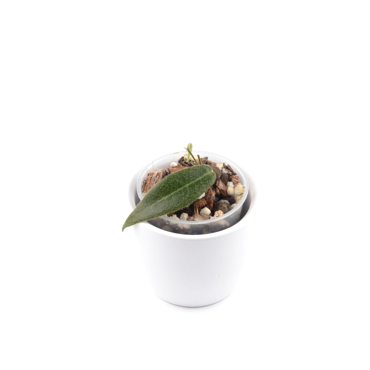 Hoya hypolasia, Größe S, Nr. 2