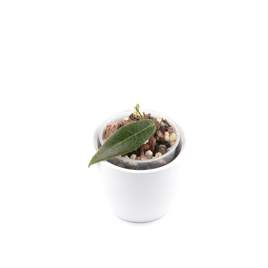 Hoya hypolasia, Größe S, Nr. 2