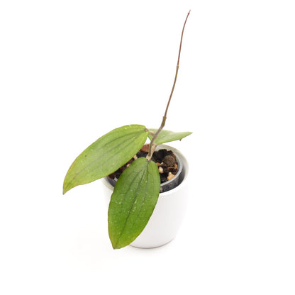 Hoya erythrina, Größe S, Nr. 4