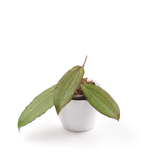 Hoya erythrina, Größe S, Nr. 6