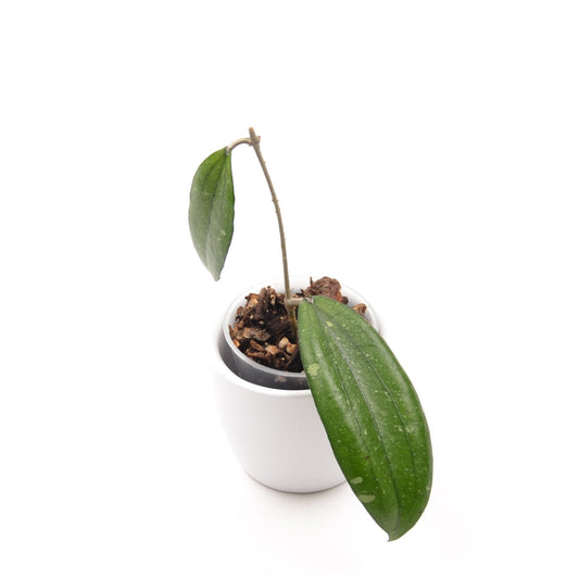 Hoya erythrina, Größe S, Nr. 1