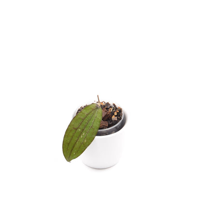 Hoya erythrina, Größe S, Nr. 3