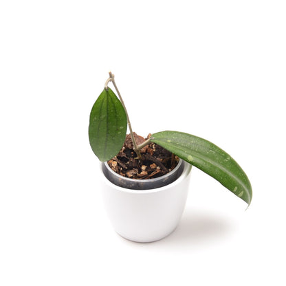 Hoya erythrina, Größe S, Nr. 1