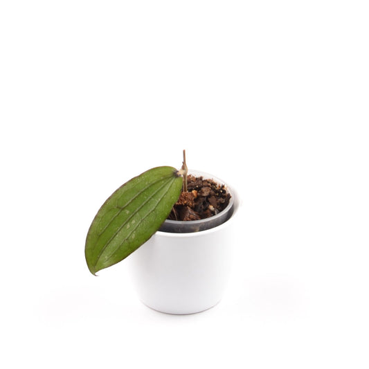 Hoya erythrina, Größe S, Nr. 5
