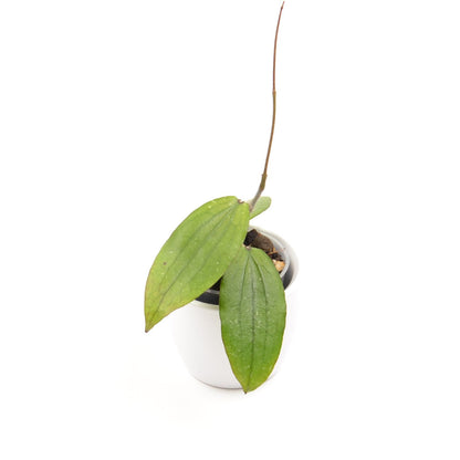 Hoya erythrina, Größe S, Nr. 4