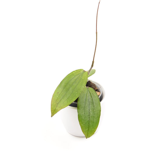Hoya erythrina, Größe S, Nr. 4