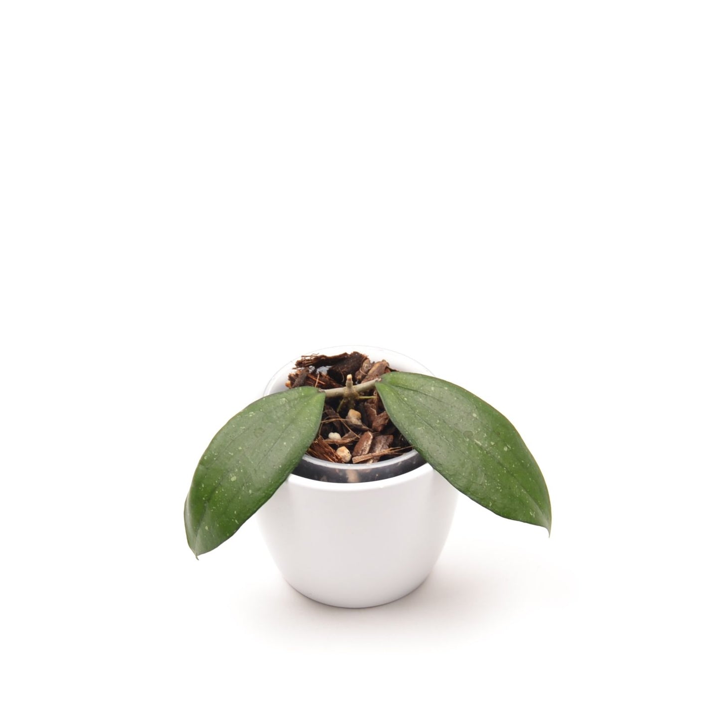 Hoya erythrina, Größe S, Nr. 2