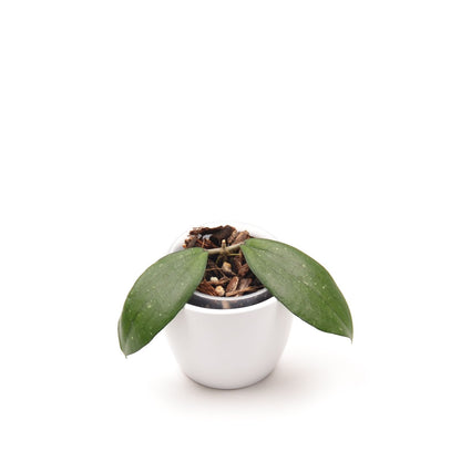 Hoya erythrina, Größe S, Nr. 2