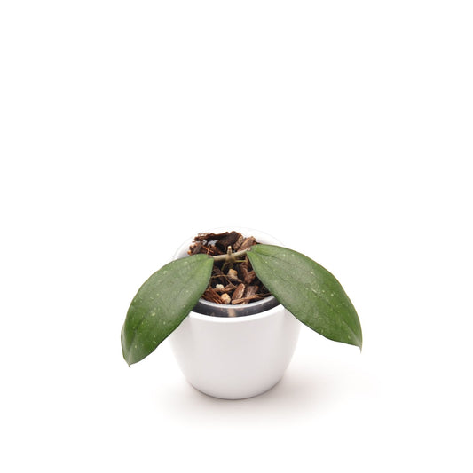 Hoya erythrina, Größe S, Nr. 2