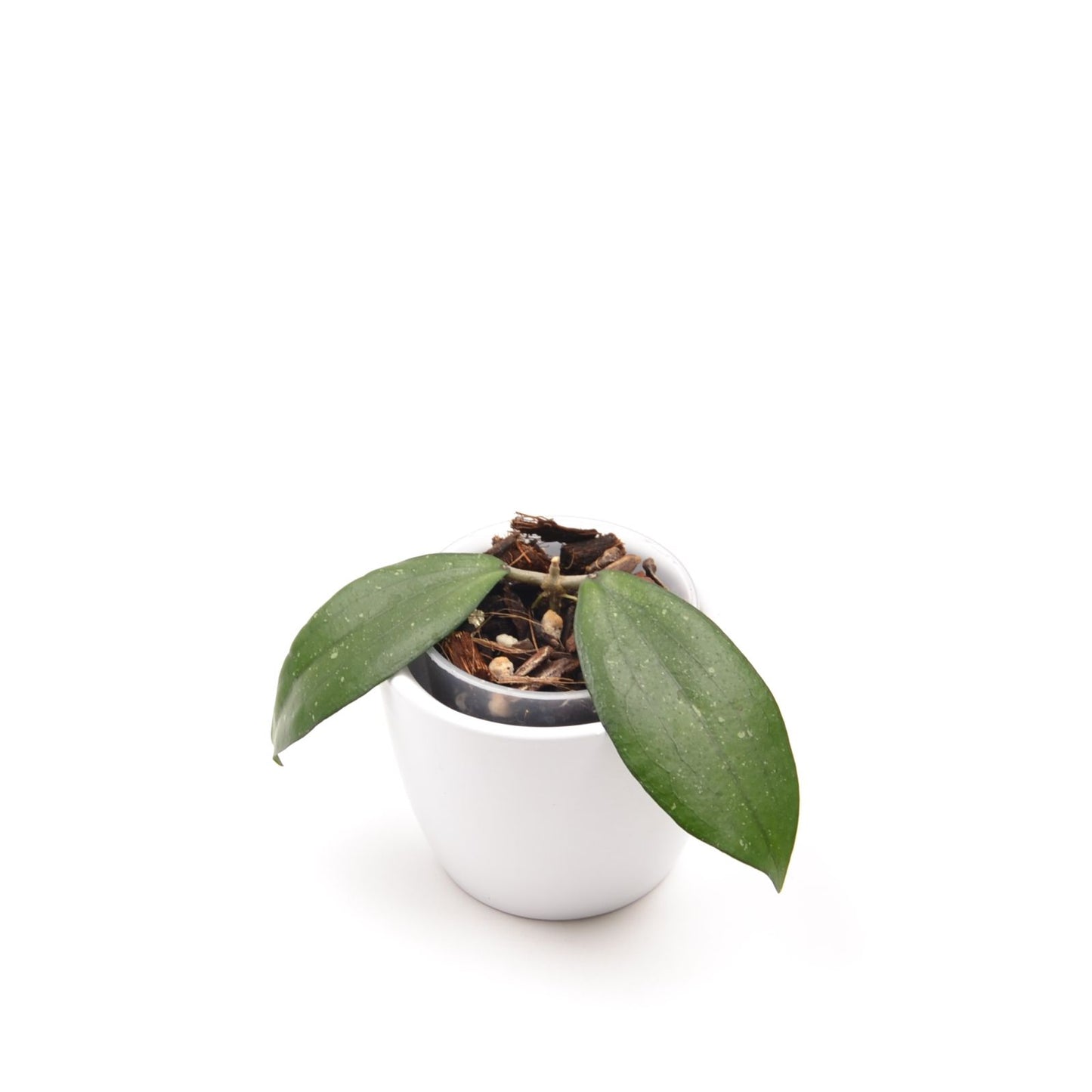 Hoya erythrina, Größe S, Nr. 2