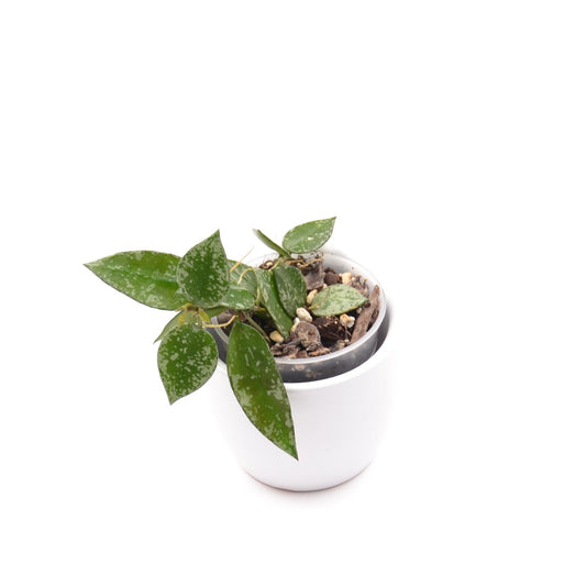 Hoya krohniana ‘Eskimo’, Größe S, Nr. 2