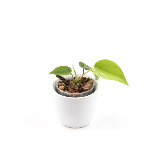 Philodendron Hederaceum Oxycardium Variegata, Größe S, Nr. 1