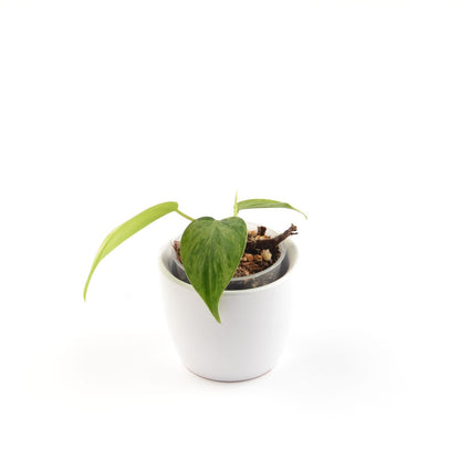 Philodendron Hederaceum Oxycardium Variegata, Größe S, Nr. 1