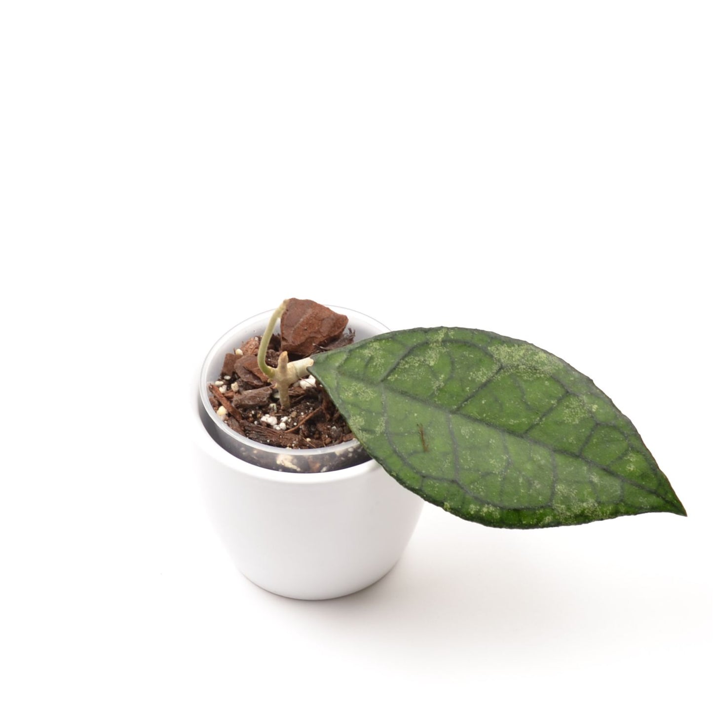 Hoya finlaysonii (West of Thailand), Größe S, Nr. 1