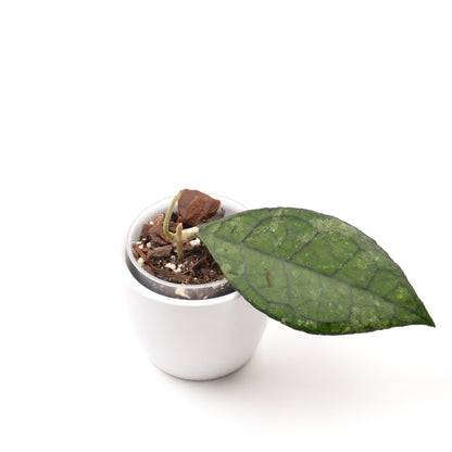 Hoya finlaysonii (West of Thailand), Größe S, Nr. 1