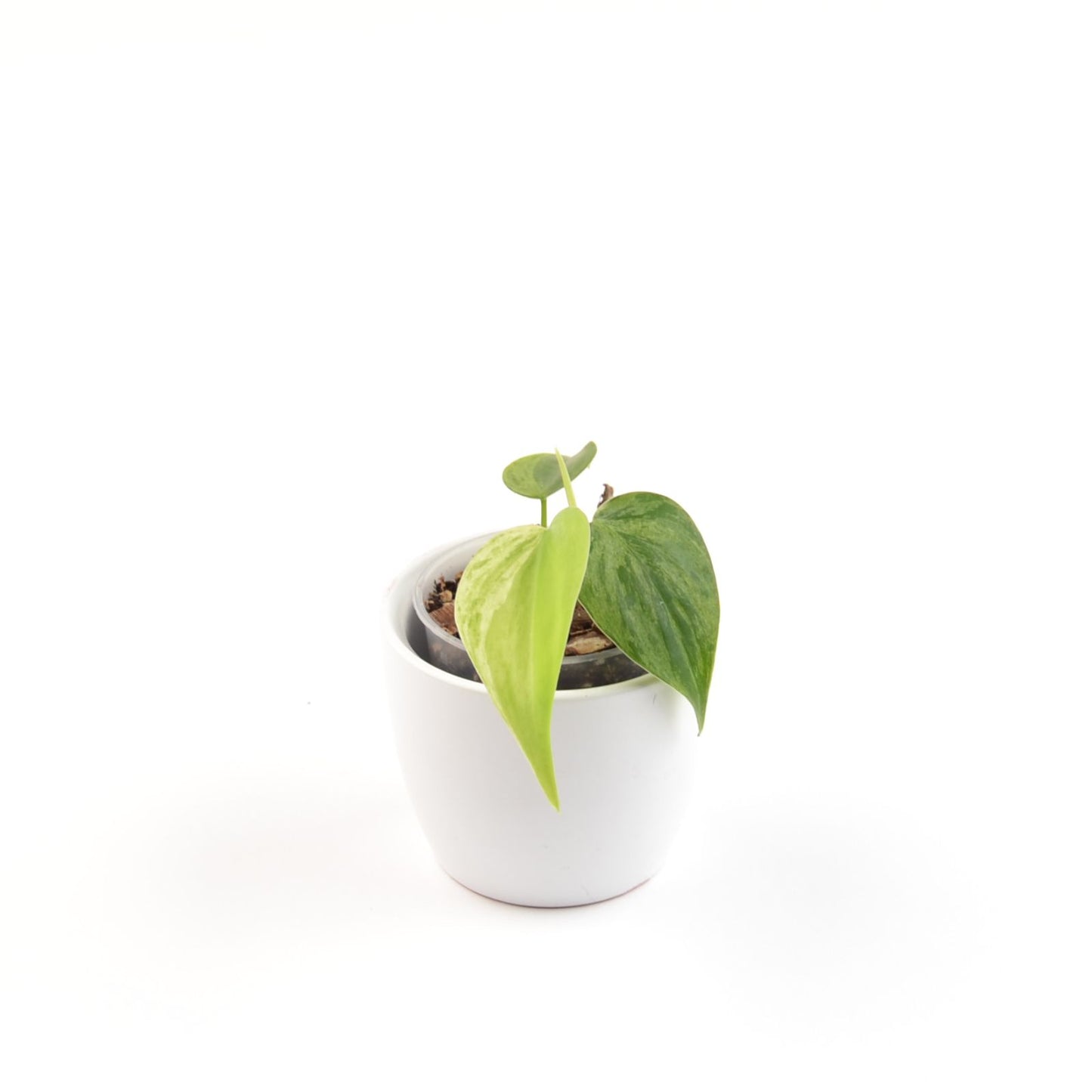 Philodendron Hederaceum Oxycardium Variegata, Größe S, Nr. 1