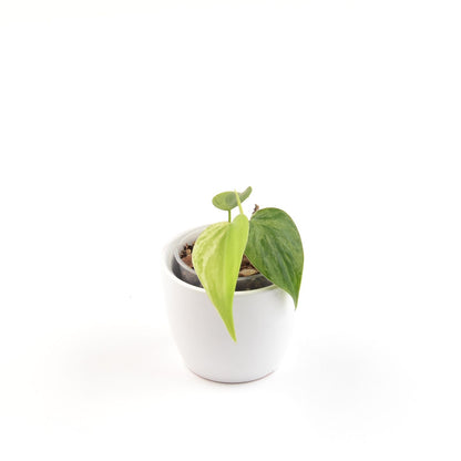 Philodendron Hederaceum Oxycardium Variegata, Größe S, Nr. 1