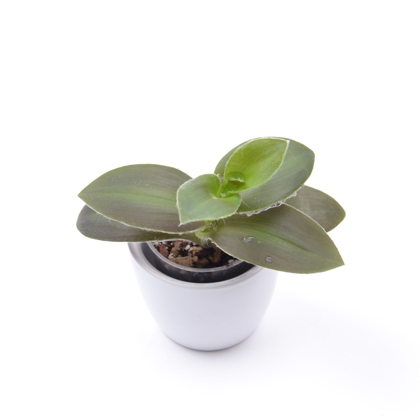 Tradescantia ‘Pale Puma’, Größe S